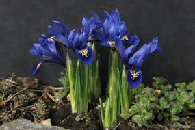 Dwarf Iris