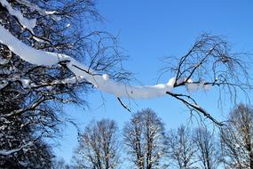 Winter Snow Trees