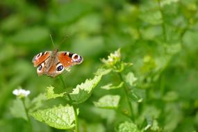 Butterfly Nature Leaf