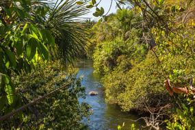 Zipline Rio Nature view