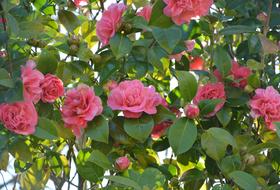 Camellia Pink Flower Plant