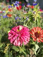 Butterfly Blossom Bloom