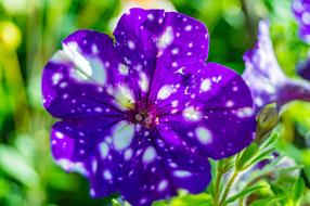 Flower Blossom Bloom Blue