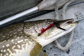 caught fish on a hook