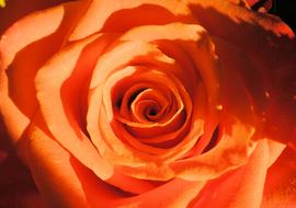 Rose Orange Nature