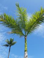 Flower Punta Cana Tropical