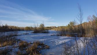 scenery of snowy reed field