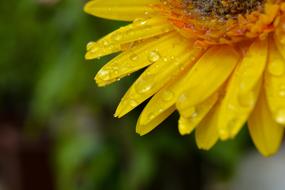 Water Drops On yellow Flower Macro view
