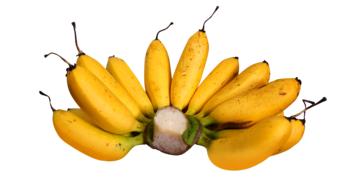 juicy sweet bananas