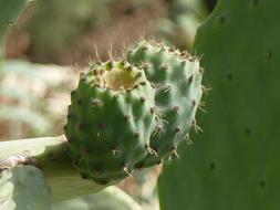 Prickly Pear Cactus Malta