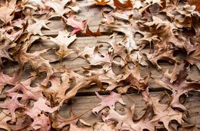 dry leaves Desktop