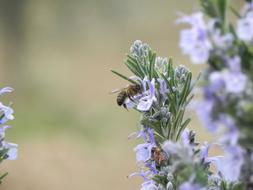 bee on purple Flowers in Nature