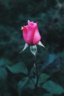 pink Flower bud in Nature