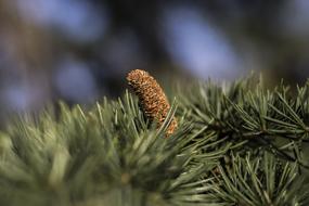 Fir Tree Green Tannenzweig