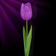 tulip tulipan violet