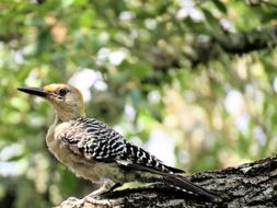 Bird Woodpecker Colorful