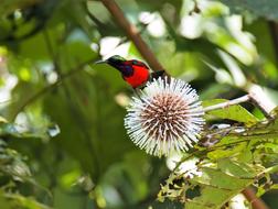 thorny plant in the forest