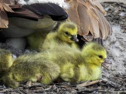 cute ducklings lying down
