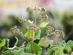 macro picture of green snakeroot wildflower