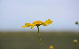 Flower Yellow Daisy Petals