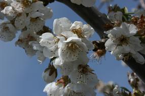 Almond Tree Flowers Flowery Branch