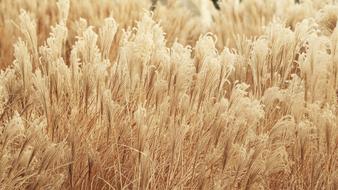 Vegetation Wheat Yellow