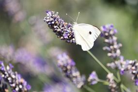 Nature Butterfly Lavender