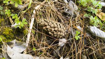 Nature Summer Mexico