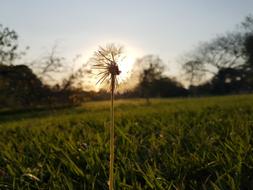 Tooth-Of-Lion Flower Landscape
