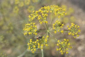 wild yellow little flowers in the garden
