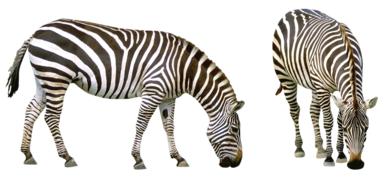 Zebra Africa Striped