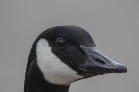 Canadian goose head with black beak