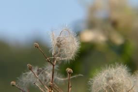 Nature Plant Closeup