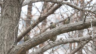 Wood Nature Outdoors