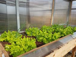 Spring green Salad in greenhouse