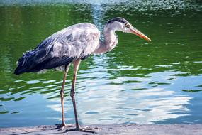 nature water Bird