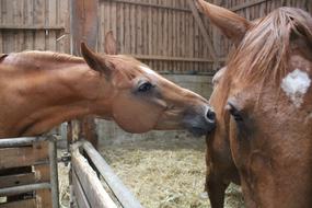 the beautiful horses in the stable