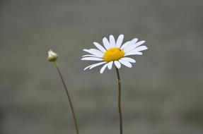 Flower Marguerite Bud