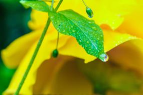 Plant Water Drop Garden Flower