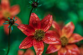 Garden wet Flower Blossom
