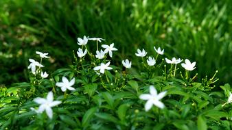 Carpet White Flowers Green