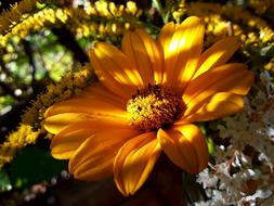 big orange flower in the garden landscape view
