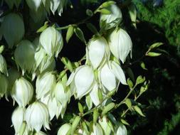 Nature Flowers Summer