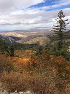 Landscape Nature Tree