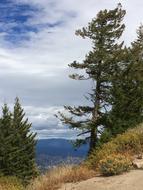 Landscape Nature Tree