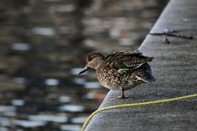 Animal Lake Waterside