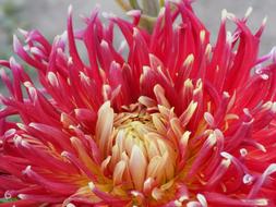 Dahlia Red Flower Botanical