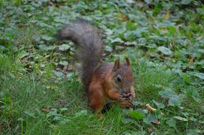 Nature Living Mammals