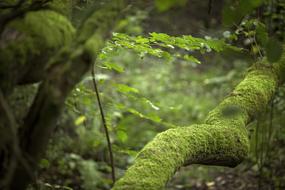 Nature Forest Forests