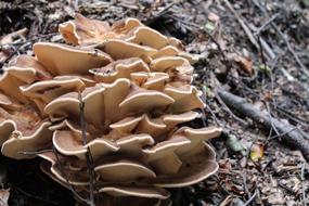 Nature fungus macro blur